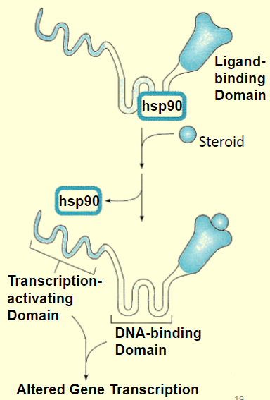 <p>requires a lag period if 30 minutes to several hours, effects are long lived, several hours to days, even after the ligand has dropped to zero </p>