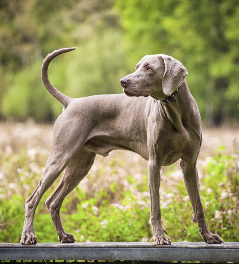 <ul><li><p>Sporting category </p></li><li><p>only solid color → silver, blue, gray </p></li><li><p>smooth, short coat</p></li><li><p>no breed variations</p></li></ul><p></p>