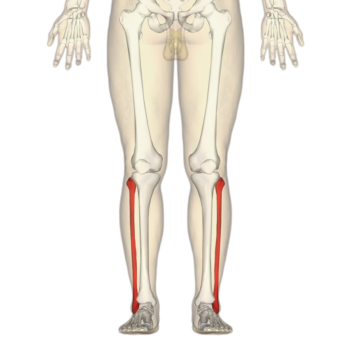 <p>Smaller bone in the lower leg, on the outside; helps with stability but does not carry much weight.</p>
