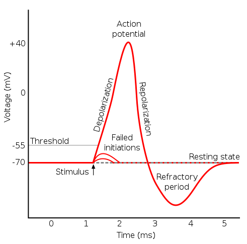 The channels that start depolarizing the membrane because of a stimulus help the cell to depolarize from -70 mV to -55 mV. Once the membrane reaches that threshold voltage, additional voltage-gated Na+ channels open.  Any depolarization that does not change the membrane potential to -55 mV or higher will not reach threshold and thus will not result in an action potential (failed initiations). 