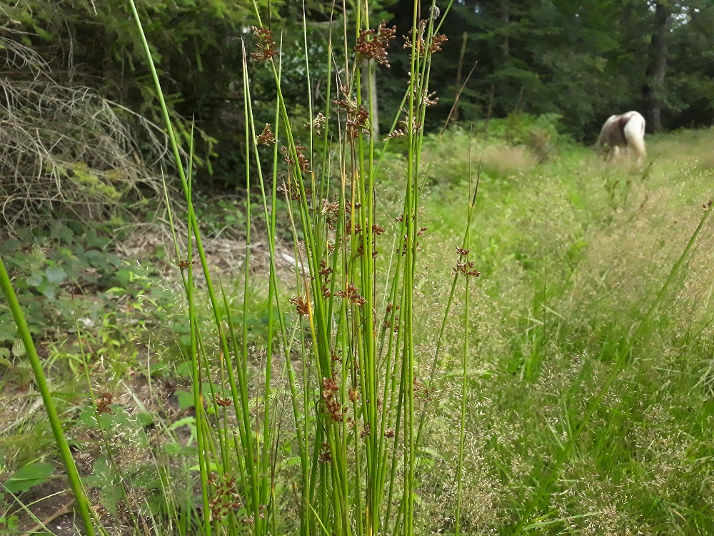 <p>Pitrus, Juncus effusus</p>
