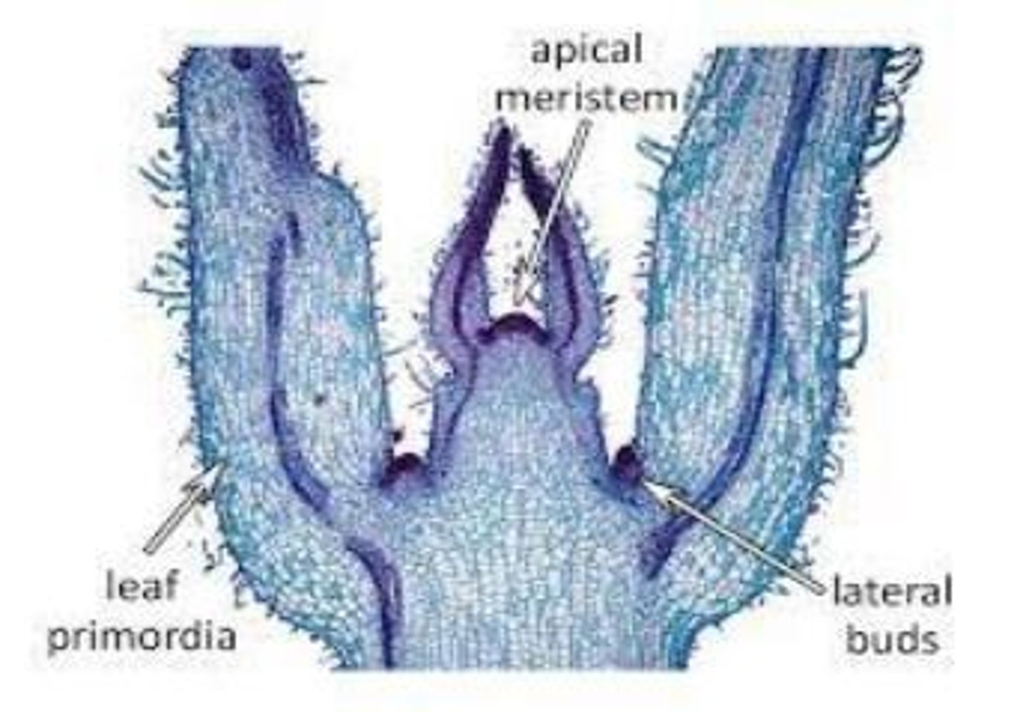 <p>All leaves originate on the shoot's apical meristem as a bulge of tissue called leaf primordia.</p>