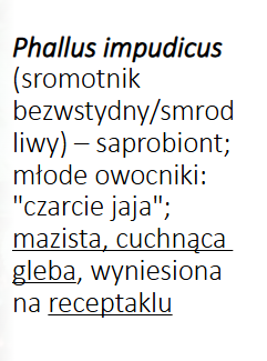<p>Phallus impudicus</p><p>Gr.: BASIDIOMYCOTA</p><p>Podgr.: AGARICOMYCOTINA</p><p>Kl.: Agaricomycetes </p><p>Rz.: Phallales</p>