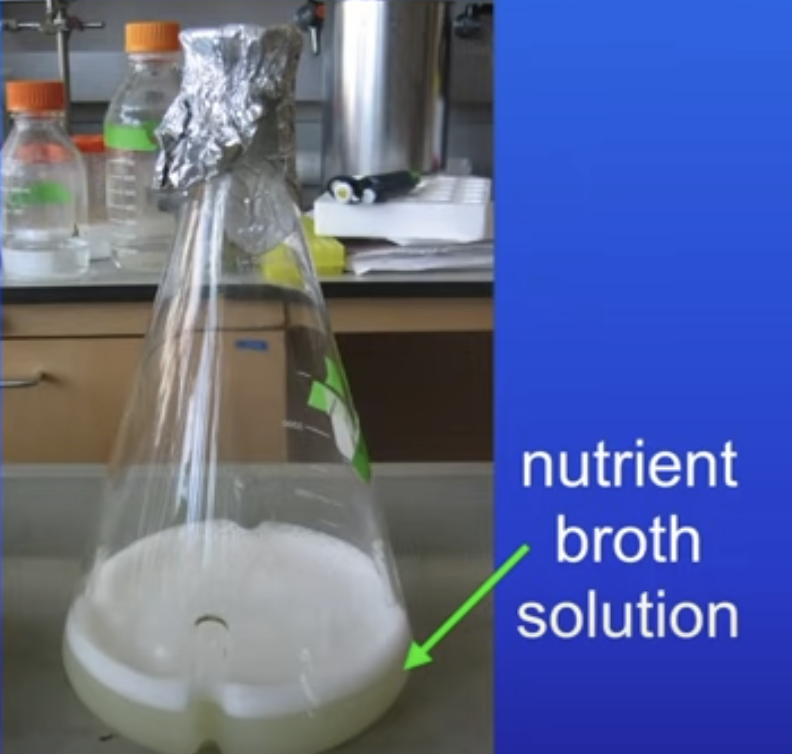 <p>Why is the nutrient broth cloudy?</p>
