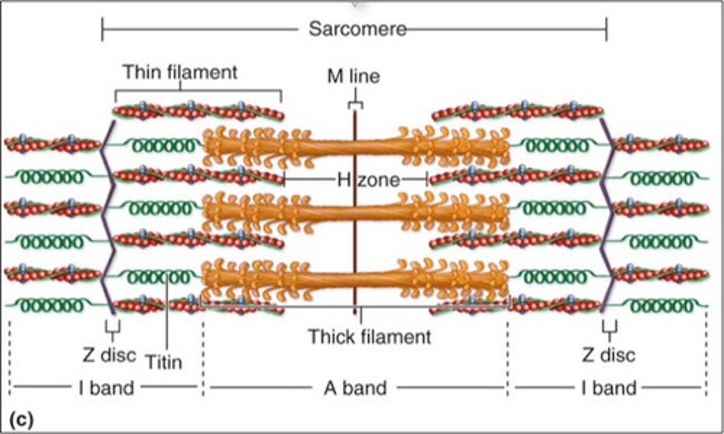 <p>space in the middle of the sarcomere where thin filaments are absent, this disappears during a contraction</p>