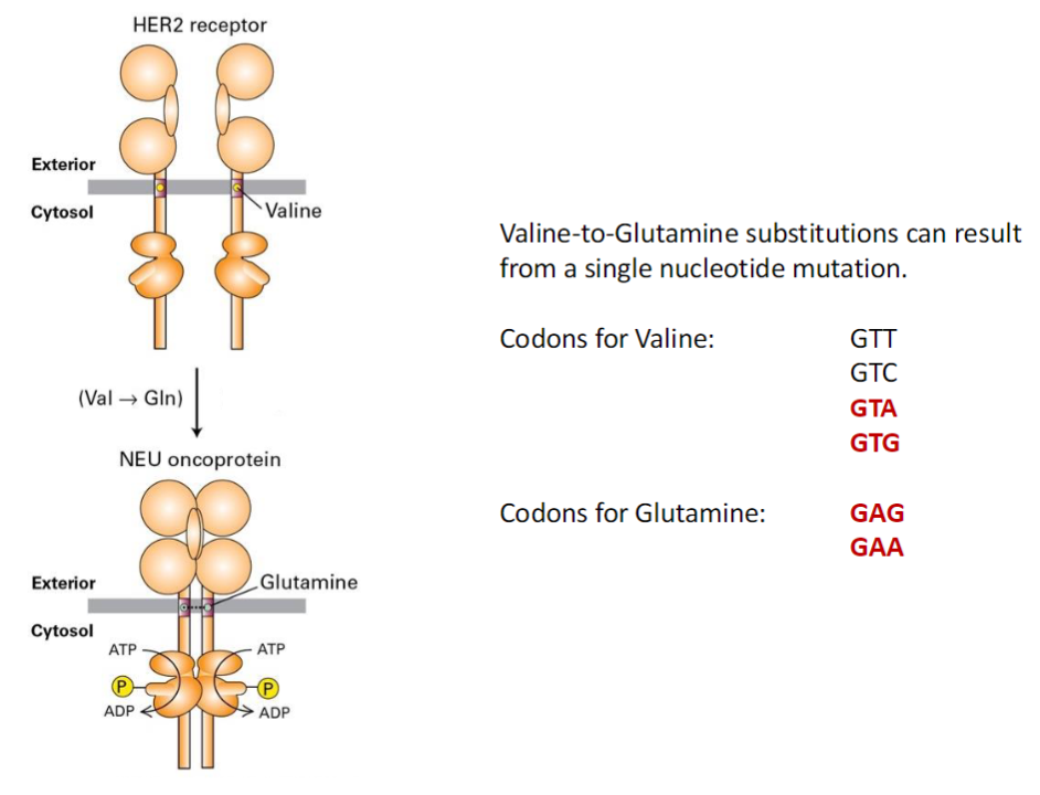 <p><strong>Genetic Basis</strong><br> A <strong>single nucleotide mutation</strong> can convert <strong>valine</strong> to <strong>glutamine</strong></p><p><strong>Codons for Valine (Val)</strong><br> <strong>GTT, GTC, GTA, GTG</strong></p><p><strong>Codons for Glutamine (Gln)</strong><br> <strong>GAG, GAA</strong></p><p><strong>Key Concept</strong><br> This <strong>point mutation</strong> in the <strong>HER2 gene</strong> can create the <strong>NEU oncoprotein</strong>, leading to <strong>ligand-independent activation</strong> and <strong>hyperactive Ras signaling</strong></p>