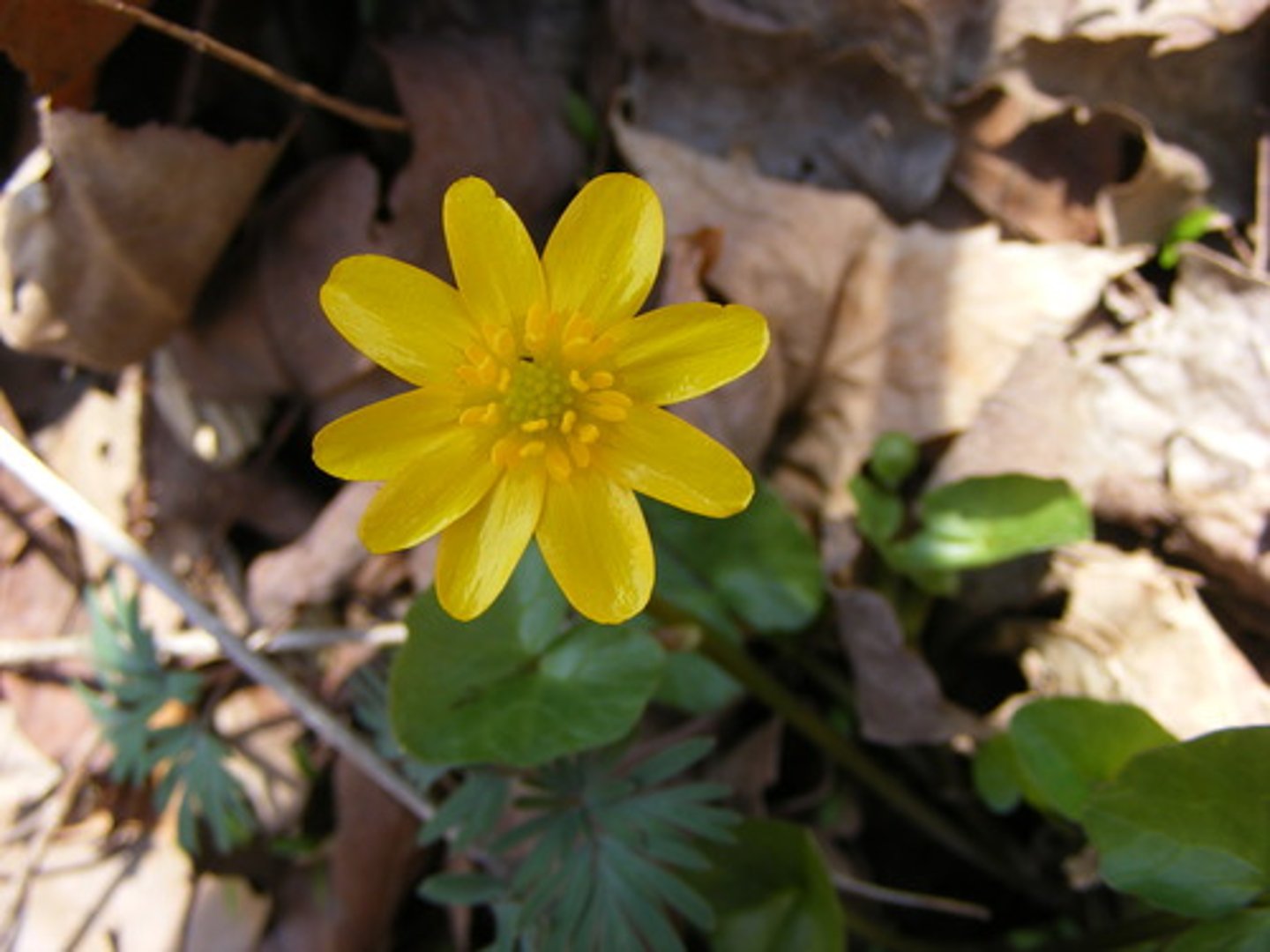 <p>What is this? Monocot or eudicot?</p>