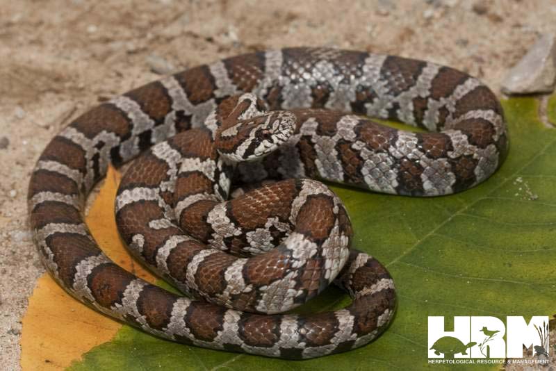 <p><span style="font-family: &quot;Times New Roman&quot;, serif">Has a checkered pattern on its underbelly and V-shaped blotch at the base of its neck.</span></p>