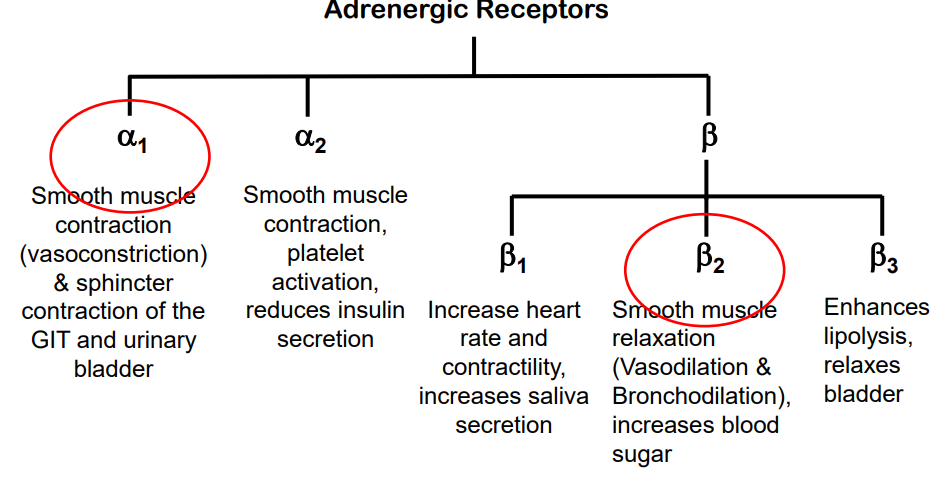 <p>Adrenaline and Noradrenaline bind differently to receptors</p>