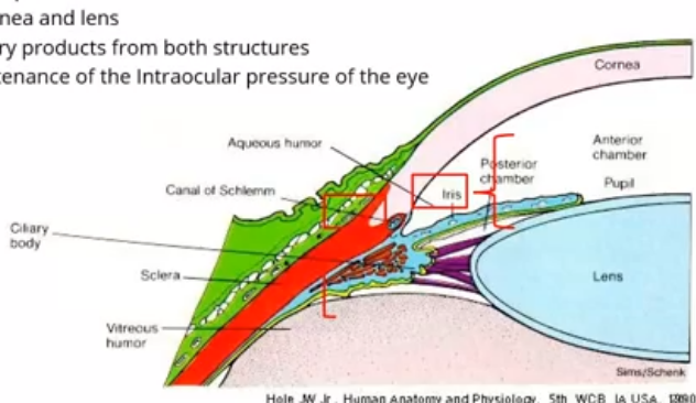 <p>what is aqueous humor </p>