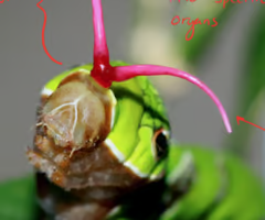 <p><span>A gland in swallowtail caterpillars that emits foul odorous chemicals as a defense.</span></p><ul><li><p><span>"Smelly horn" (chemical defense)</span></p></li></ul><p></p>