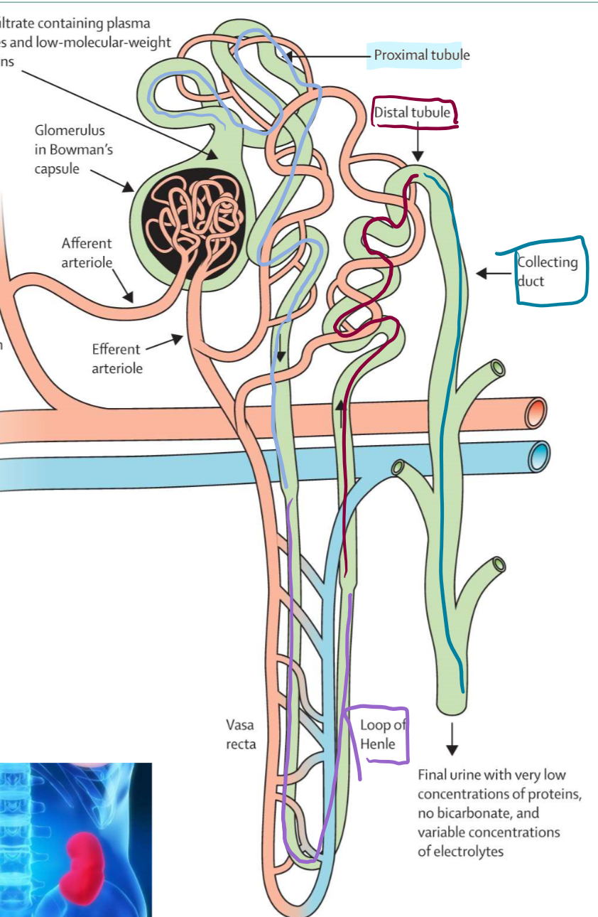 <ul><li><p>Bowman-Kapsel mit Glomerulus</p></li><li><p>proximaler Tubulus</p></li><li><p>Henle-Schleife</p></li><li><p>distaler  Tubulus</p></li><li><p>Sammelrohr</p></li></ul>