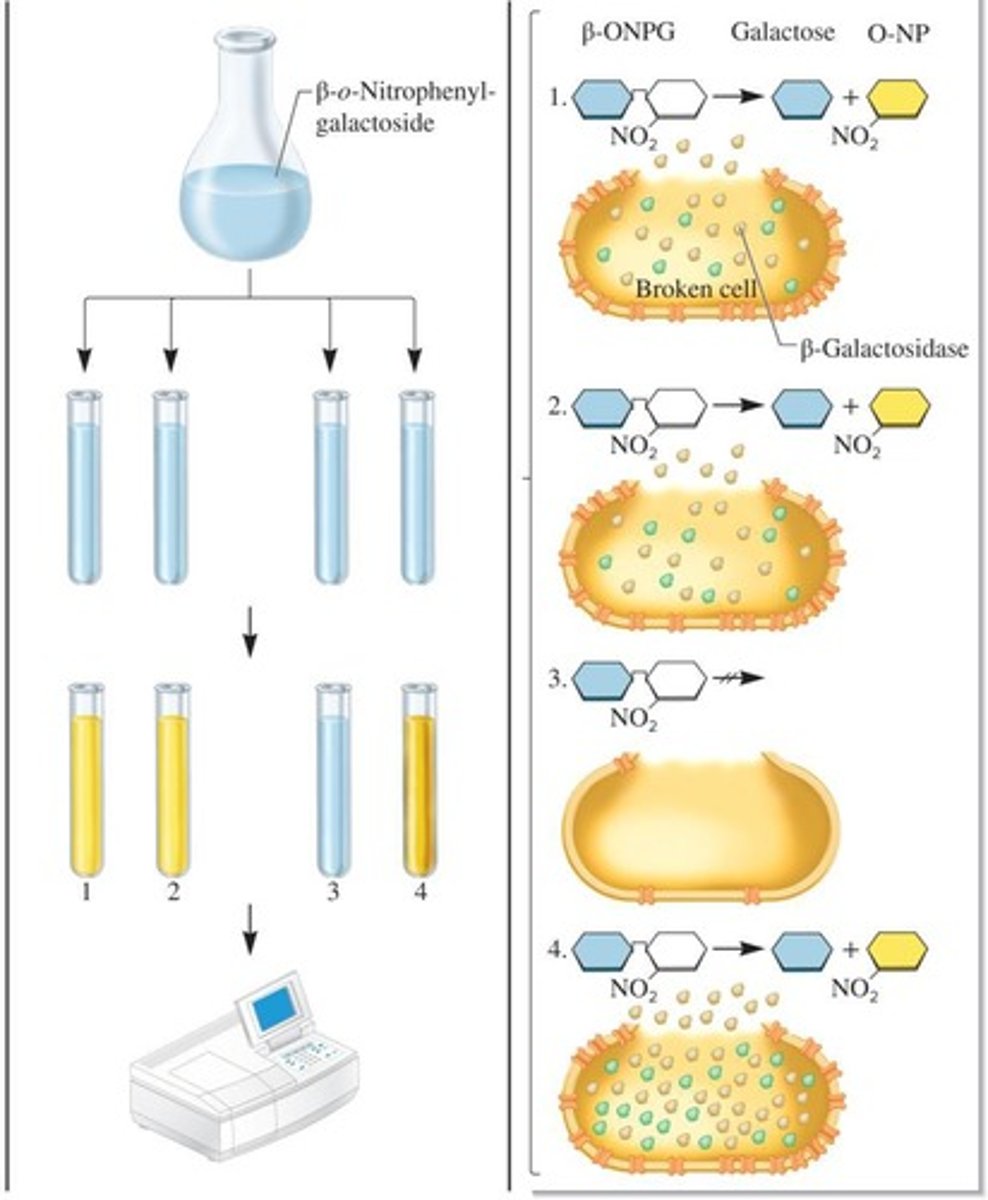 <p>An enzyme that cleaves lactose into glucose and galactose, and is used as a marker for lac operon activity.</p>