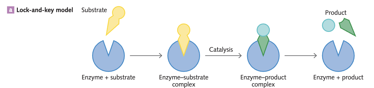 <p>The lock-and-key model shows the binding into the active site of an enzyme, where the substrate’s shape is complementary to the shape of the <strong><u>specific</u></strong> active site on the enzyme. </p>