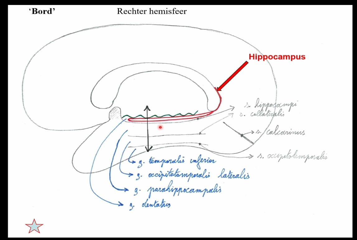 <p><strong>hippocampus: </strong>hippocampale formatie</p>