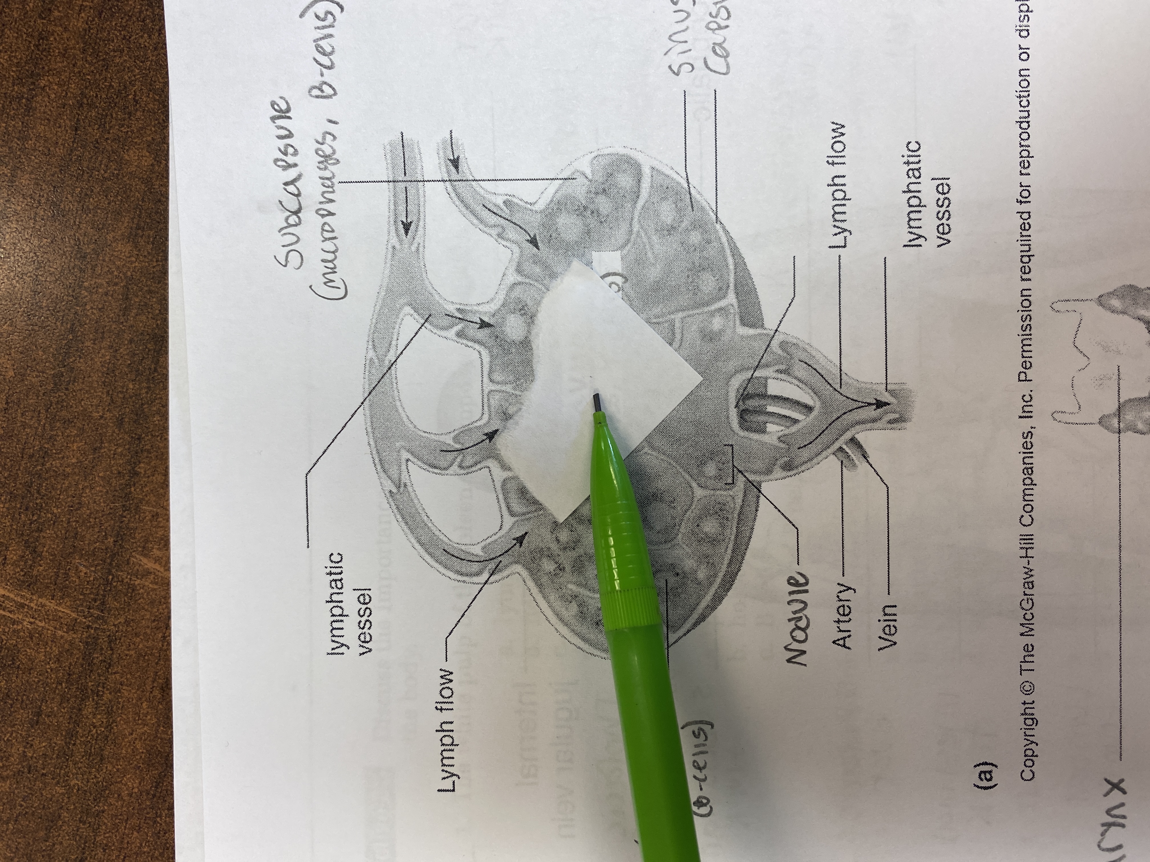 knowt flashcard image