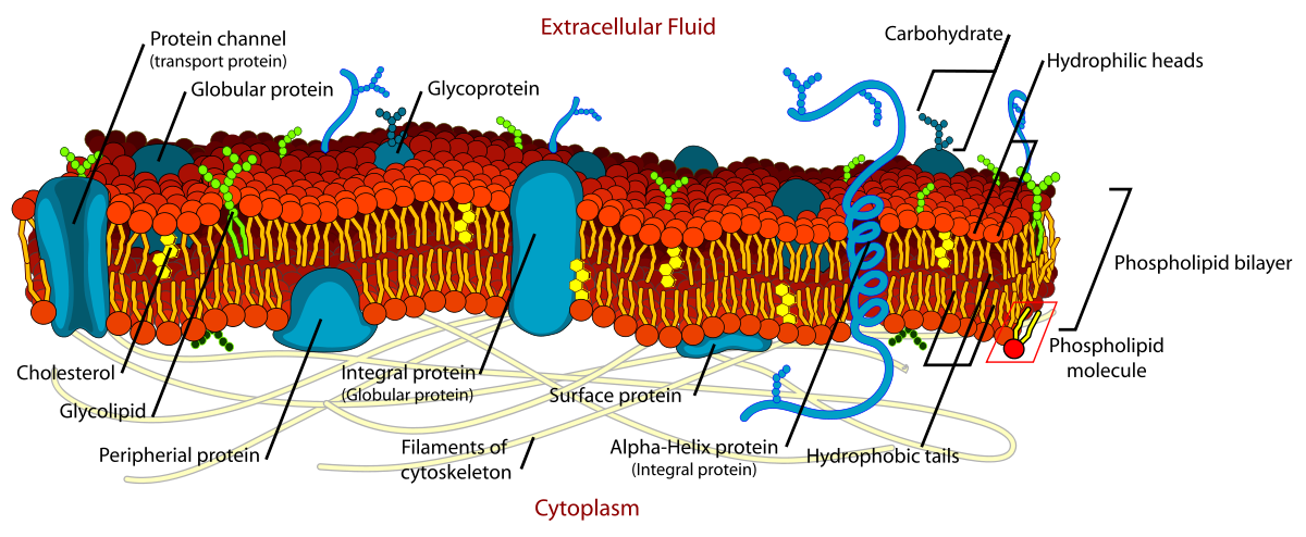 <p>cell membrane is fluid (moves) and has many components (protein, cholesterol, etc)</p>