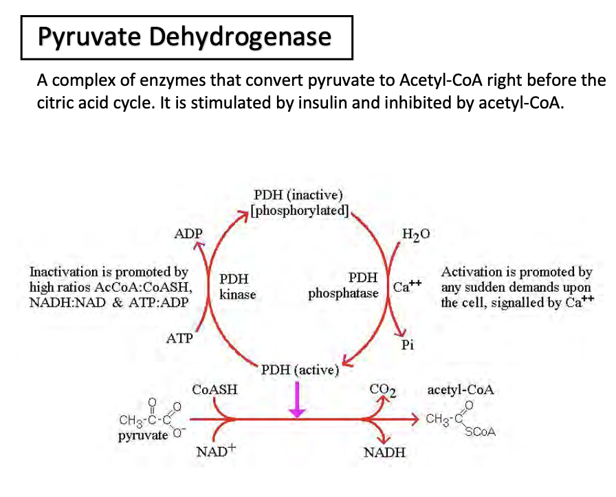 <p>Pyruvate dehydrogenase converts pyruvate(3C) into acetyl Coa(2C) and CO2 and NADH</p><p></p>