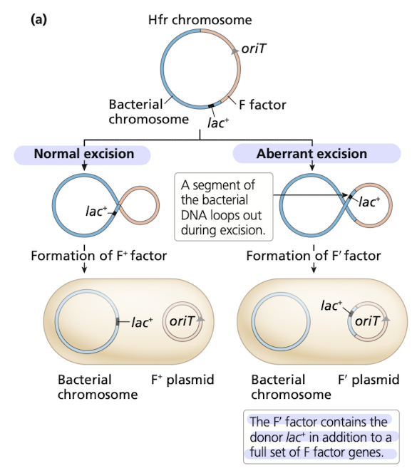 <p><strong><em>F’ donor</em></strong> - contains functional but altered F factor dervied from imperfect excision of the F factor out of the Hfr chromosome </p><ul><li><p>includes <strong><em>genes from the bacterial chromosome </em></strong>in the F plasmid </p></li></ul>