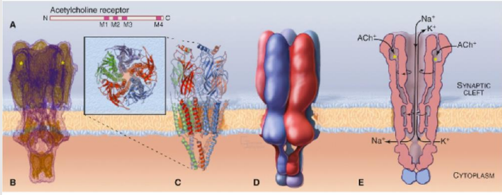 <p>Each subunit of <strong>nAChR</strong> has <strong>4 transmembrane segments (M1, M2, M3, M4)</strong>, a large external-facing <strong>N domain</strong>, and an <strong>intracellular loop</strong> between <strong>M3</strong> and <strong>M4</strong>.</p>