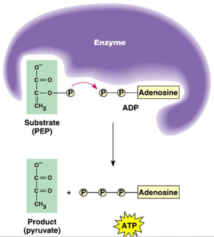 <ul><li><p>Process in which ATP is formed <strong>directly</strong>, in an enzyme-catalyzed reaction:</p></li><li><p>A phosphate group is transferred from a molecule to an ADP molecule</p></li><li><p>Eg. A phosphate containing molecule called phosphoenolpyruvate (PEP) transfers its phosphate group to ADP, forming ATP</p></li><li><p>Occurs in Glycolysis (step seven &amp; ten ) and The Citric Acid Cycle (Kreb’s Cycle on step 5)</p></li></ul><p></p>