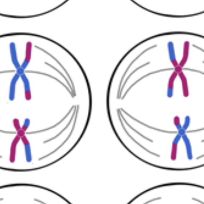 <p>meiosis two, metaphase</p>