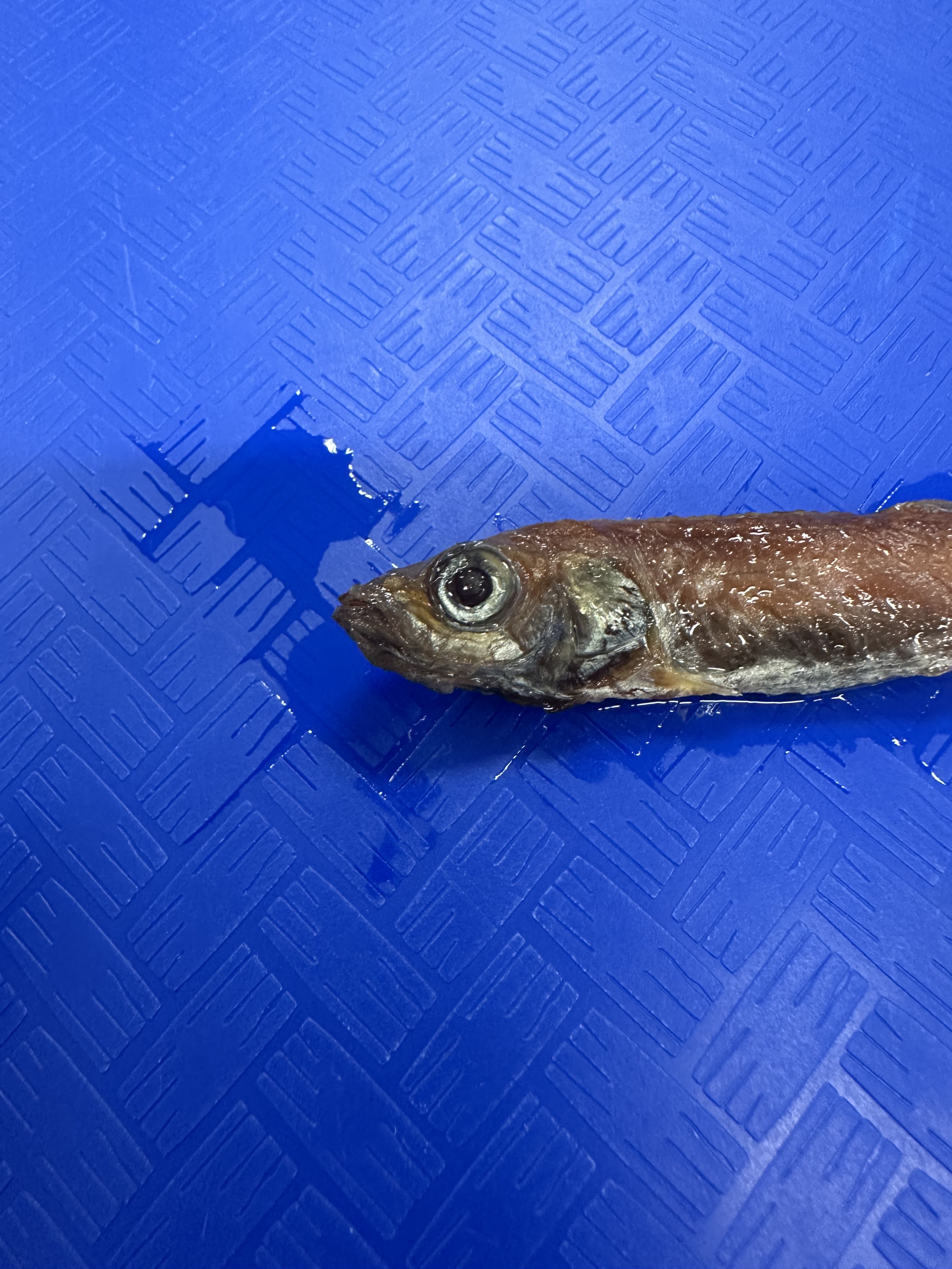 <p>Bathylagidae (smelt)</p>