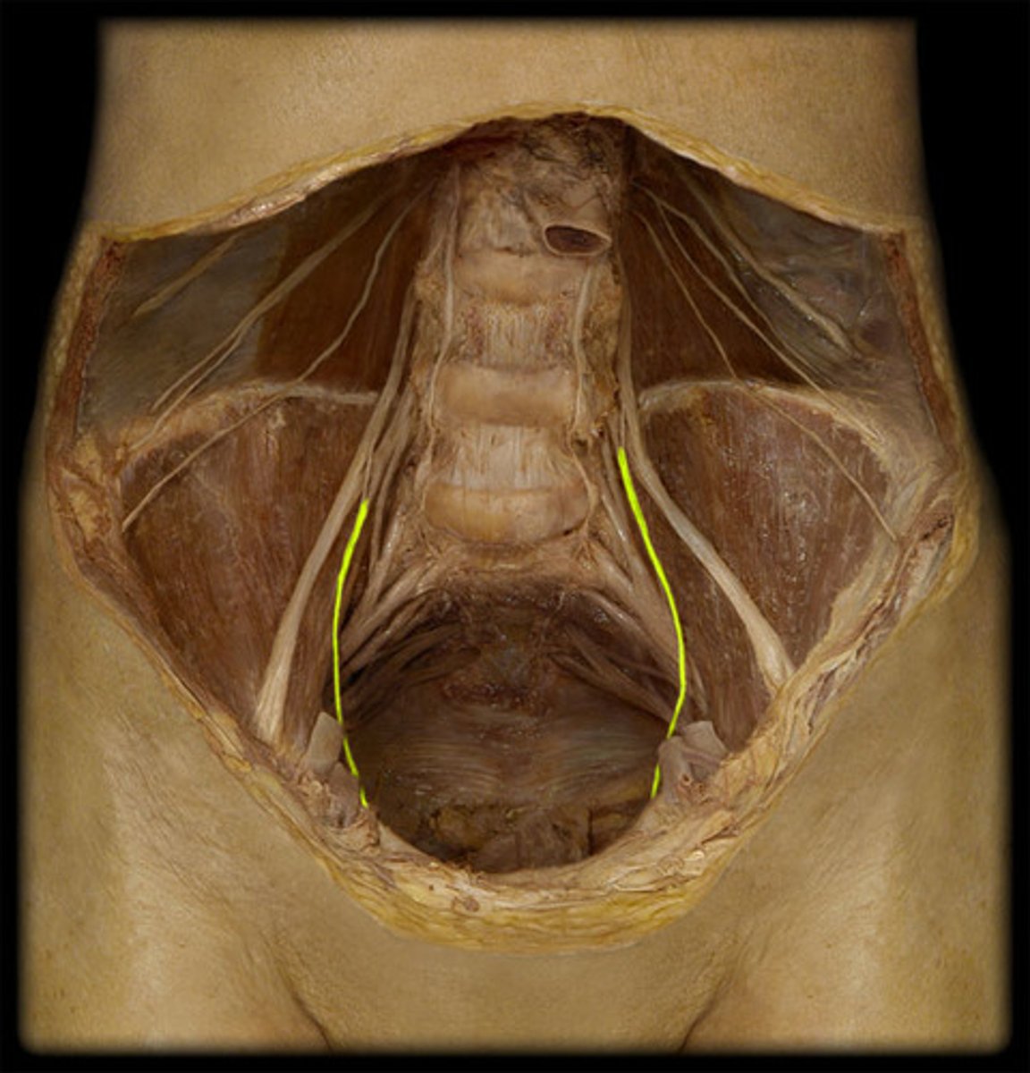 <p>-to medial hamstring</p><p>-lateral</p>