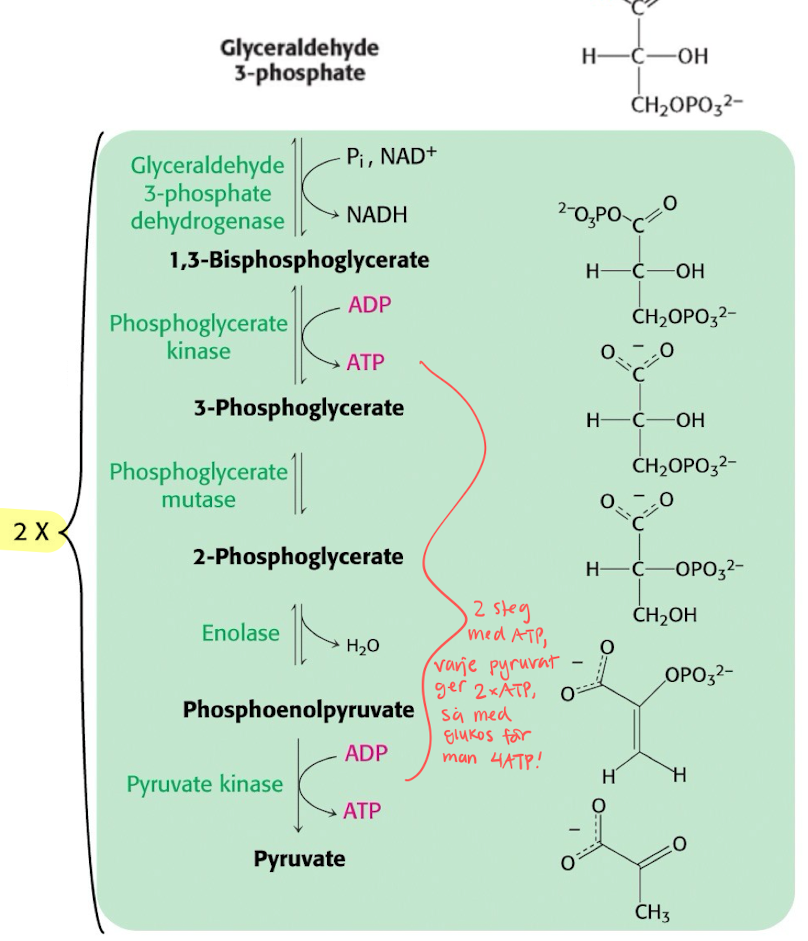 <p>G3P is oxidized in steps to finally form <strong>pyruvate</strong>. </p><ul><li><p><span style="color: red">1 pyruvate → 2 ATP + 1 NADH </span></p></li><li><p>OBS! 1 glucose → 2 pyruvate, so the energy generated is doubled. So 1 glucose = 4 ATP. </p></li></ul><p></p>