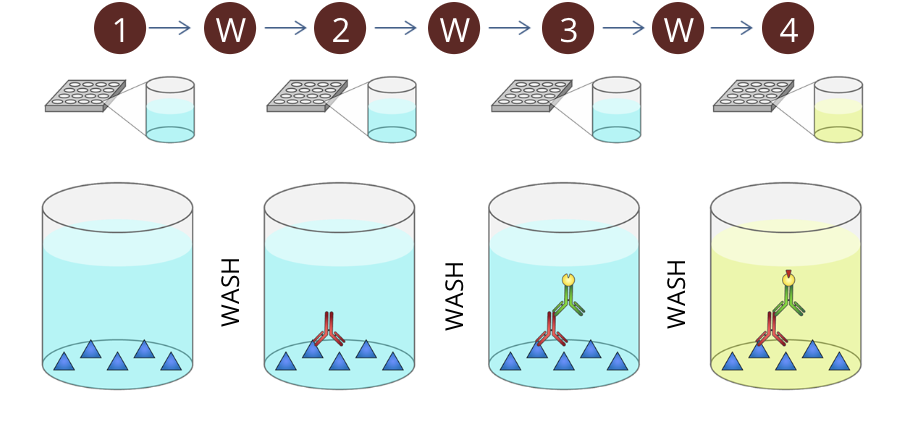 <ul><li><p>ELISA is a fundamental tool of clinical immunology based on the principle of antigen-antibody interaction</p></li></ul><p></p><ol><li><p>the bottom of the wells are coated with an antigen that is specifically recognized by the antibody you wish to measure (primary antibody)</p></li></ol><p>W - the wells are washed to remove any excess antigen not attached to the bottom of the well</p><ol start="2"><li><p>the sample containing the antibody to be measured (ie. a patient’s serum) is added to the well. The primary antibodies, if present, will bind to the antigens attached to the bottom of the well</p></li></ol><p>W - the wells are washed again to remove excess primary antibody not attached to the bound antigen as well as any other sample components that might interfere with subsequent steps</p><ol start="3"><li><p>an enzyme-conjugated secondary antibody (a secondary antibody that specifically binds to the primary antibody. In this example, the secondary antibody used has an enzyme attached to it) is added to the well. This secondary antibody will bind to the Fc portion of the primary antibodies already present in the well. The secondary antibody used specifically recognizes antibodies from a specific animal (ie. anti-human, anti-rat, anti-rabit, etc)</p></li></ol><p>W - the wells are washed to remove any excess secondary antibody no attached to the primary antibody</p><ol start="4"><li><p>the substrate of the enzyme attached to the secondary antibody is added to the well. the reaction of the substrate (a chromogen, can be readily converted into dye) and the enzyme produces a coloured product that can be measured by absorbance</p></li></ol><p></p>