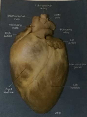 <p>between right and left ventricle</p>