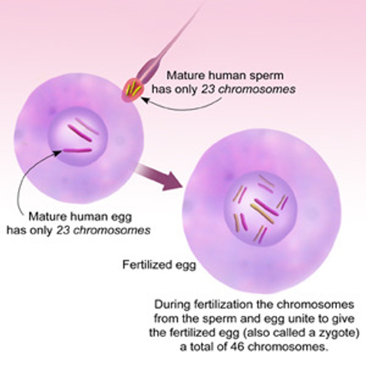 <p>A fertilized egg cell formed by the fusion of sperm and egg.</p>