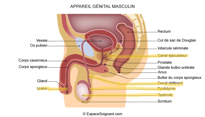 <ol><li><p>épididyme</p></li><li><p>conduit déférent</p></li><li><p>conduit éjaculateur</p></li><li><p>urètre </p></li></ol>