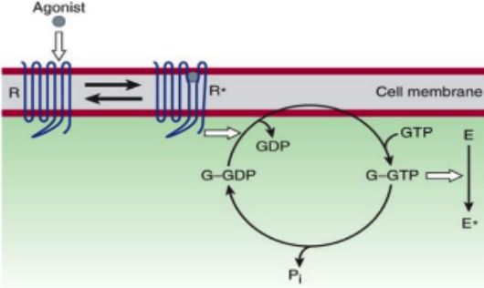 **Signaling Mechanisms:** *effector enzyme G protein*

guanine nucleotide-dependent activation-inactivation cycle of G proteins:


2. In its GTP-bound state, the G protein **regulates** activity of