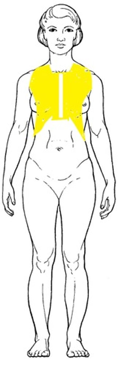 <p>chest</p>
