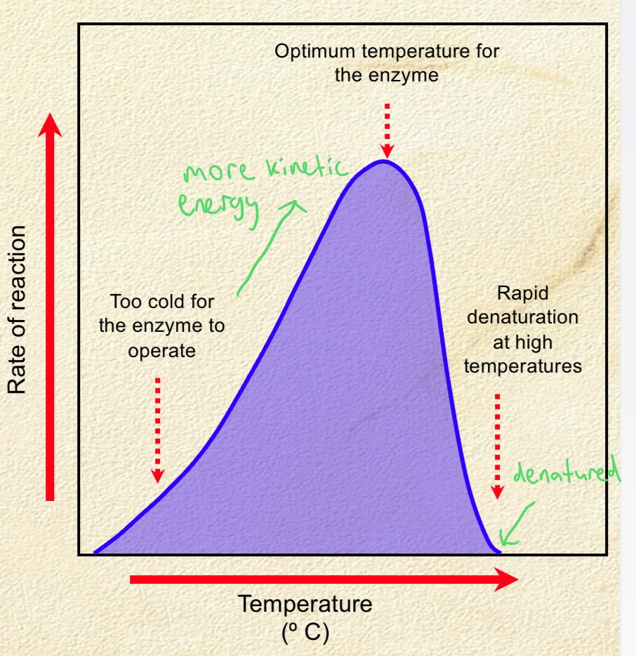 <p>. for most plant + animal enzymes, little activity at low temps </p><p>. enzyme activity increases with temp until the temp is too high for enzyme to function</p><p>—&gt; at this point, enzyme denaturation occurs and enzyme can no longer function </p><p></p><p><span>. temp increases to the&nbsp;optimum, the&nbsp;kinetic energy&nbsp;of the&nbsp;enzyme&nbsp;and&nbsp;substrate increases, causing more collisions between the enzyme and substrate. </span></p><p><span>—&gt; causes the formation of more enzyme-substrate complexes, leading to an increase in enzyme activity.</span></p><p><span>. increase in temp beyond the optimum causes the enzyme’s&nbsp;active site&nbsp;to become&nbsp;denatured. </span></p><p><span>—&gt; means the active site loses its important shape and can no longer form enzyme-substrate complexes, leading to a decrease in enzyme activity</span></p><p></p>