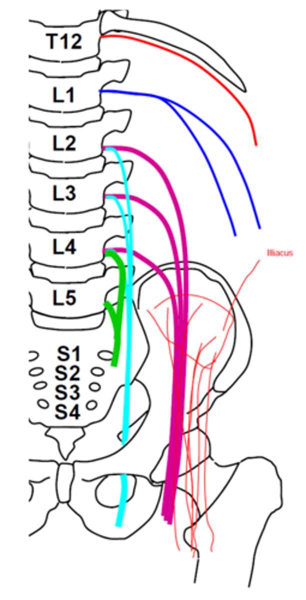 <p>lumbar and sacral plexus </p>