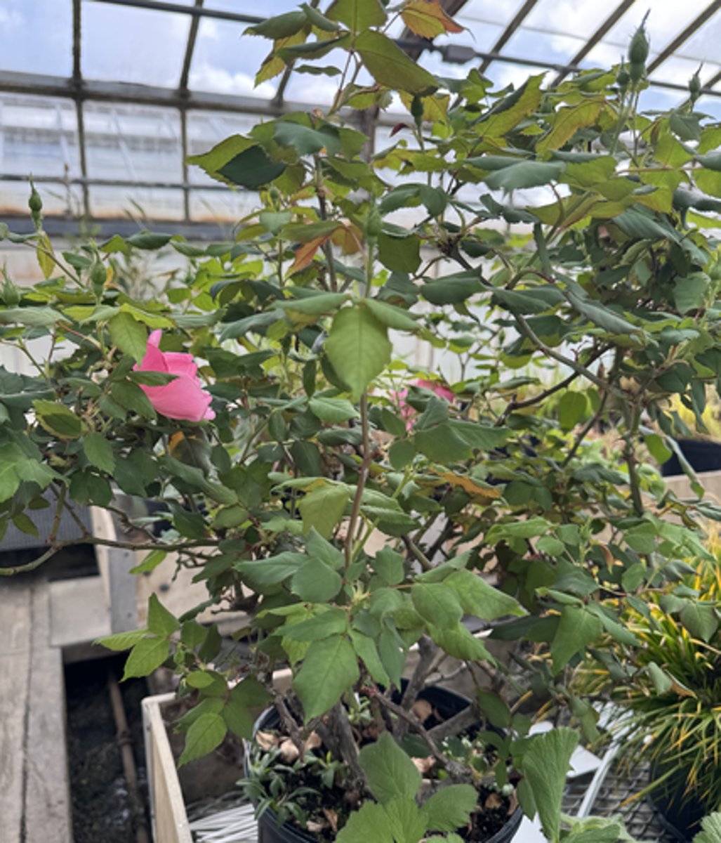 <p>What is the common name for this plant?</p>