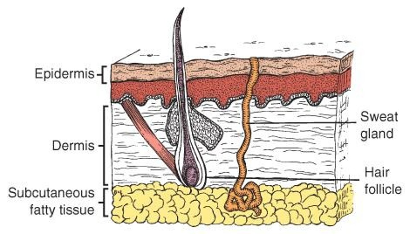 <p>Protection from heat, injury, and infection; secretion; excretion; temperature regulation; sensation.</p>