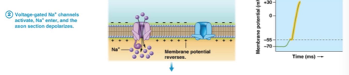 <p>sodium channels open</p>