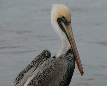 <p>Identify the species shown:&nbsp;</p>