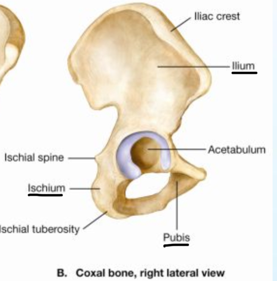 <ul><li><p>Illium</p></li><li><p>Ishcium</p></li><li><p>Pubis</p></li></ul>