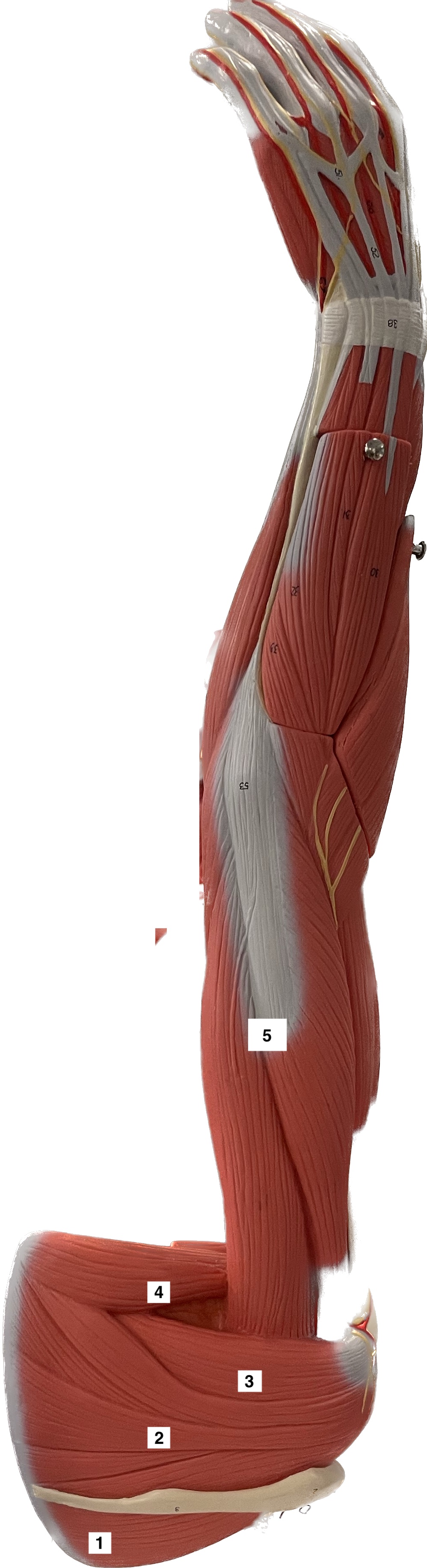 triceps brachii - forearm extension
