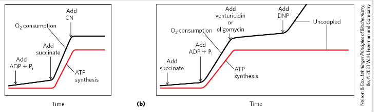 <p>ADP + Pi + succinate →</p><ol><li><p> substrate is oxidized to fumarate</p></li></ol><ol start="2"><li><p>O2 is consumed</p></li><li><p>ATP is synthesized</p><p>Ozygen consumption and ATP synthesis depend on the presence of the substrate! + ADP + Pi</p><p></p></li></ol><p></p>