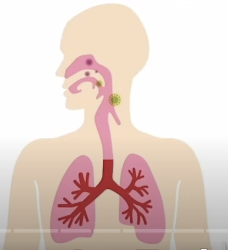 <ul><li><p>Nose</p></li><li><p>Nostrils</p></li><li><p>Mouth</p></li><li><p>Throat</p></li><li><p>Larynx</p></li><li><p>Trachea</p></li><li><p>Bronchi</p></li><li><p>Bronchioles</p></li><li><p>Alveoli</p></li><li><p>Right Lung</p></li><li><p>Left Lung </p></li></ul><p></p>