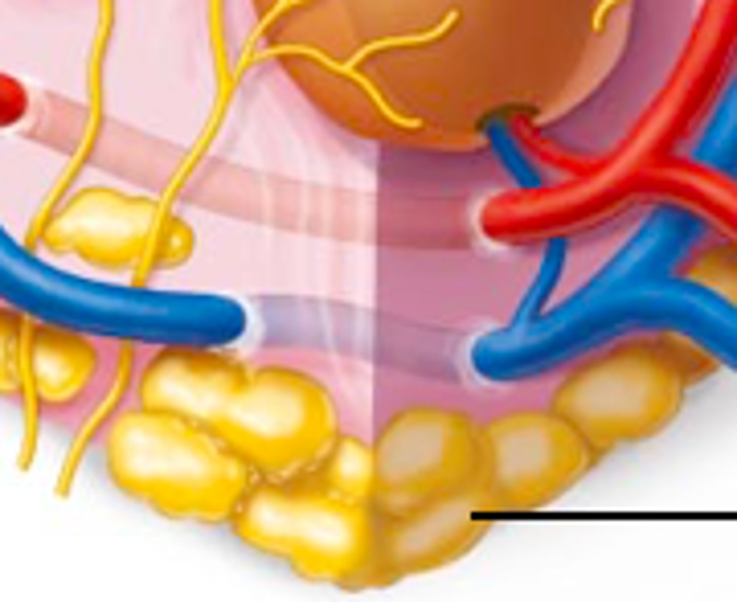 <p>Tissue that stores fat.</p>