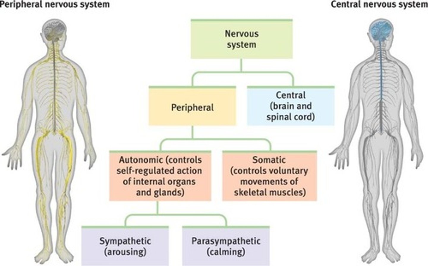 <p>central nervous system (CNS)</p><p>peripheral nervous system (PNS)</p>