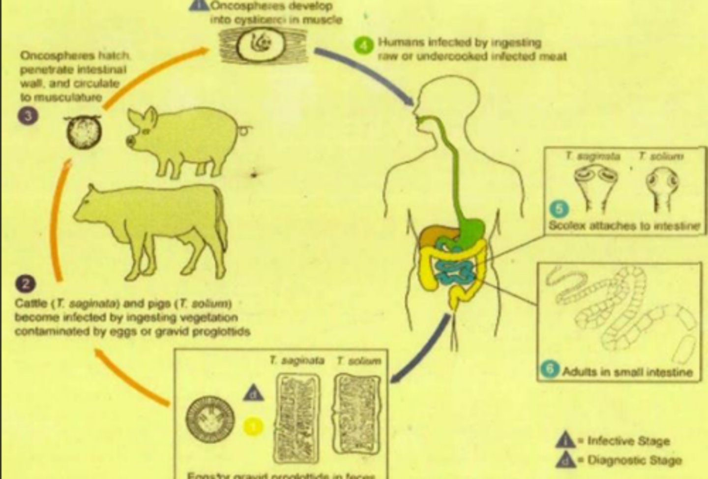 knowt flashcard image