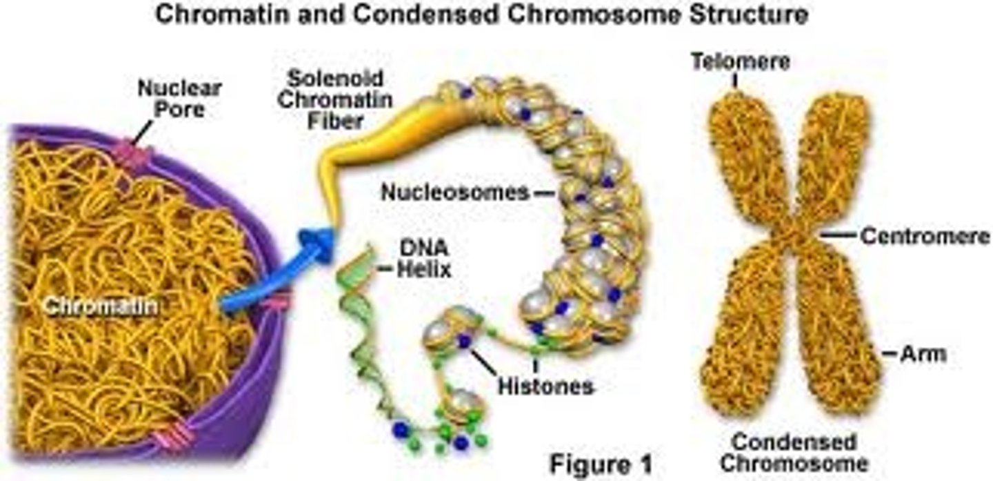 <p>Substance found in eukaryotic chromosomes that consists of DNA tightly coiled around histones</p>