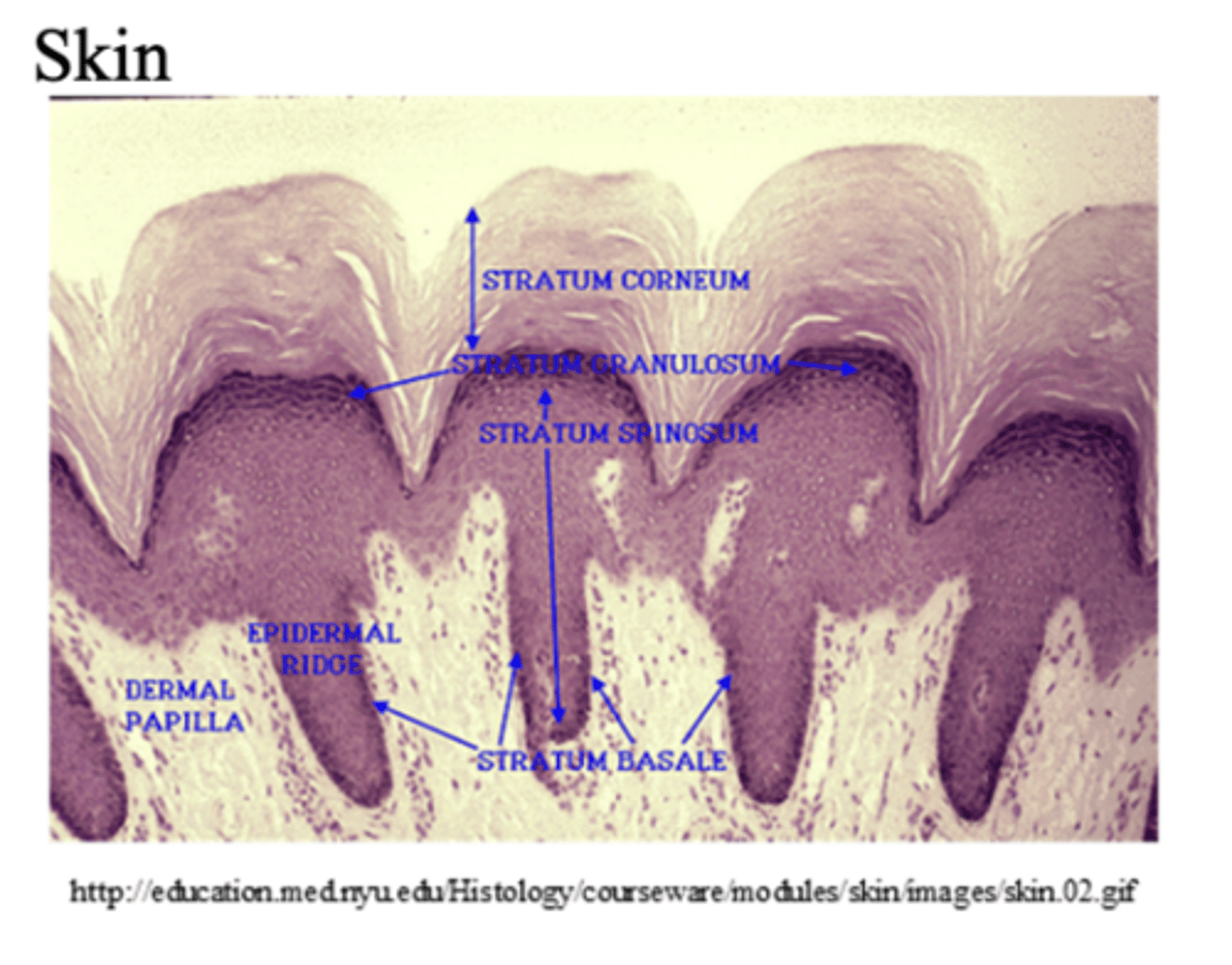 <p>- Stratified = many layers of cells</p><p>- Squamous = flat, scale-like cells</p><p>- Mainly found in areas that need strong protection, (example: epidermis)</p><p>- The bottom layer, the base, has living cells that divide, as the cells move upward they get flatter, become older, and makes the top layer non-living cells.</p><p>Function: protection</p>